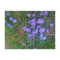 Spring Backyard Asters '09 Post Card