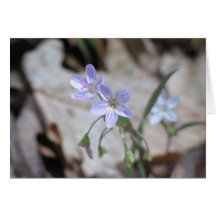 Spring Beauty - Customised Card