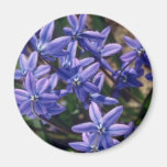 Spring Beauty, (Scilla Sibirica) flowers Refrigerator Magnet
