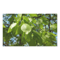 Spring Birch Leaves Sticker