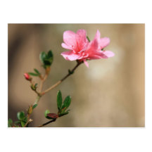 Spring Blessings Post Cards