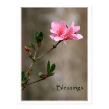 Spring Blessings Postcard