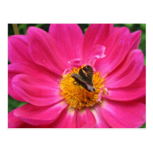 Spring Bloom Postcard