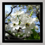 Spring Bloom Print