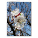 Spring Blooms cards