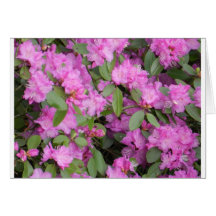 Spring Blooms Cards