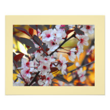 Spring Blooms Photographic Print