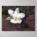 Spring Blooms posters