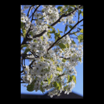 Spring Blooms posters