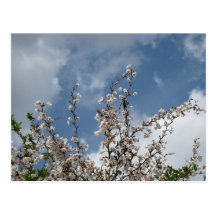 spring blossom postcard