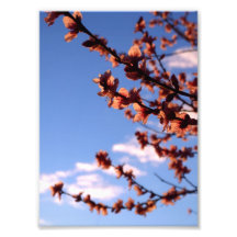 Spring Blossoms Flower Photo