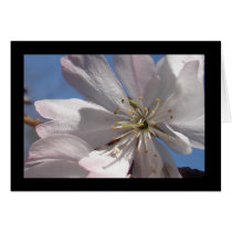 Spring Blossoms II Greeting Cards