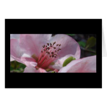 Spring Blossoms III Greeting Cards