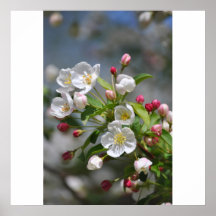 Spring blossoms poster
