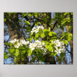 Spring Blossoms Poster
