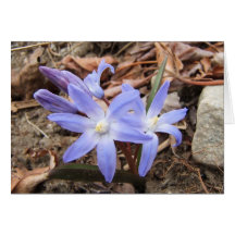 Spring Blue ~ card