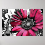 Spring Bouquet in Black & White posters