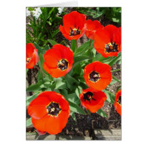 Spring Bulbs Greeting Card