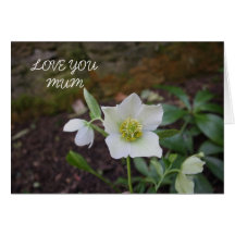 Spring Bulbs in  Flower at Belsay Hall Mum Greeting Card