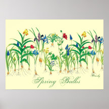 Spring Bulbs poster