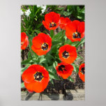 Spring Burst posters