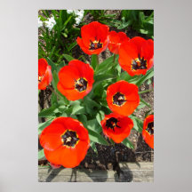 Spring Burst Poster