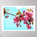Spring Cherries Poster posters