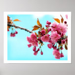 Spring Cherries Poster posters