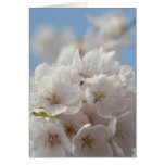 Spring Cherry Blossom Greeting Cards