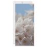 Spring Cherry Blossom