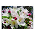 Spring Cherry Blossoms cards