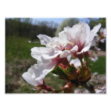 Spring Cherry Blossoms Custom Print Photo Print