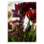 Spring Colors Greeting Card