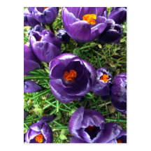 Spring Crocus Post Cards