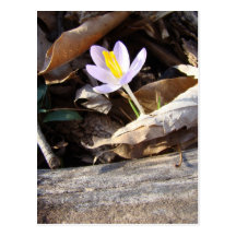 Spring Crocus Postcard