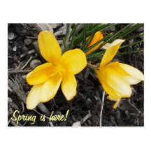 Spring Crocus Postcard
