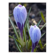 SPRING CROCUS POSTCARDS