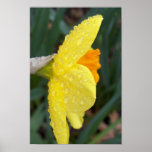 spring daffodil poster
