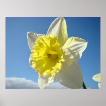 Spring DAFFODILS 11 ART PRINT CANVAS FRAMED POSTER