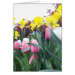 Spring Daffodils and Tulips Cards