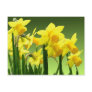 SPRING DAFFODILS by SHARON SHARPE Postcards