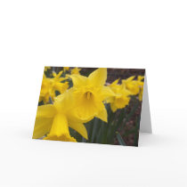 Spring daffodils greeting cards