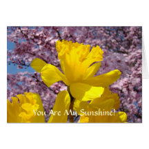 Spring Daffodils Cards You are My Sunshine!