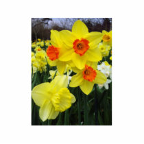 Spring Daffodils Photo Cut Outs