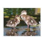 Spring Duckies postcards