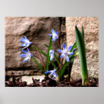 Spring Emerges Print