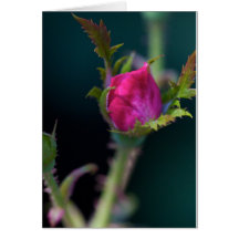 Spring Evening Cards