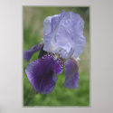 SPRING FAVOURITE posters