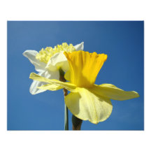 Spring Fine Photography art prints Daffodils