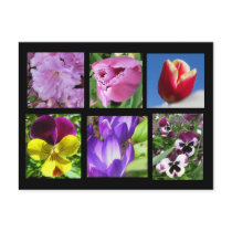Spring Flower Collection Postcard